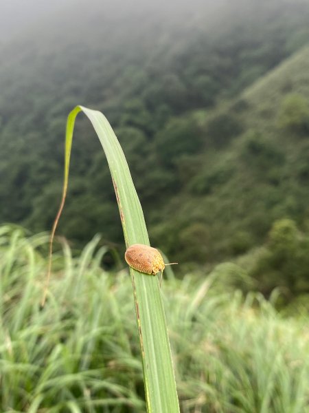 小觀音山大Ｏ1002726