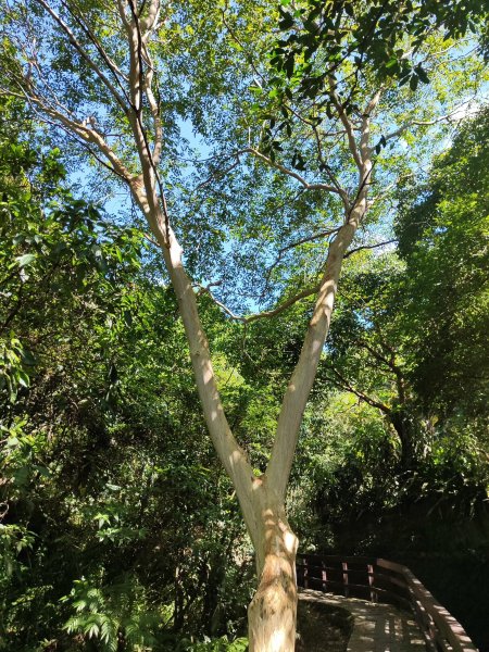 微笑山線：【天上山系】望月亭桐花段2860690