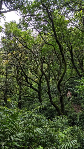 小觀音山西西峰 - 西峰 - 北峰935480