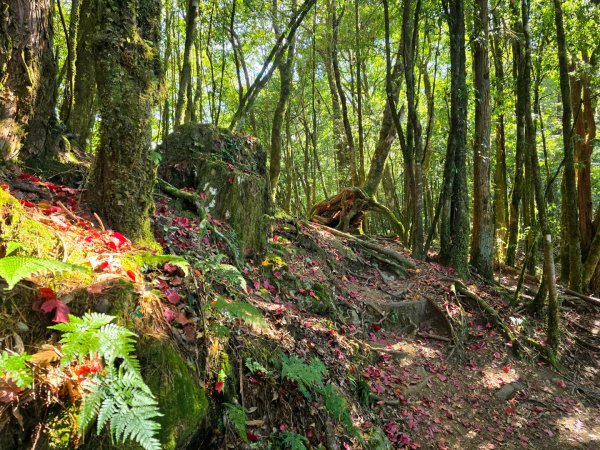 鳶嘴稍來山之楓紅／雲海2974061
