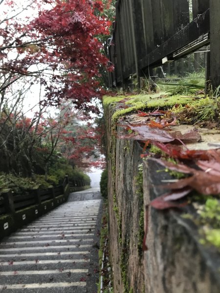 ［山系野遊］太平山原始檜木步道