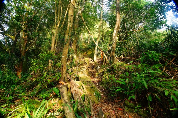 新北 平溪 石燭尖、九龍山、無名尖、中埔崙3099244
