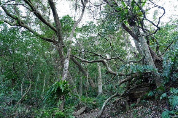 新北 新店 直潭山、二龍山2703899