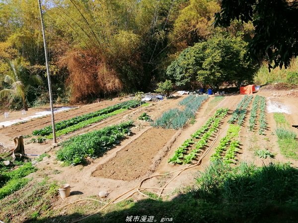 懷舊之旅~百年古井緬梔老樹~瑞井登山步道1296239