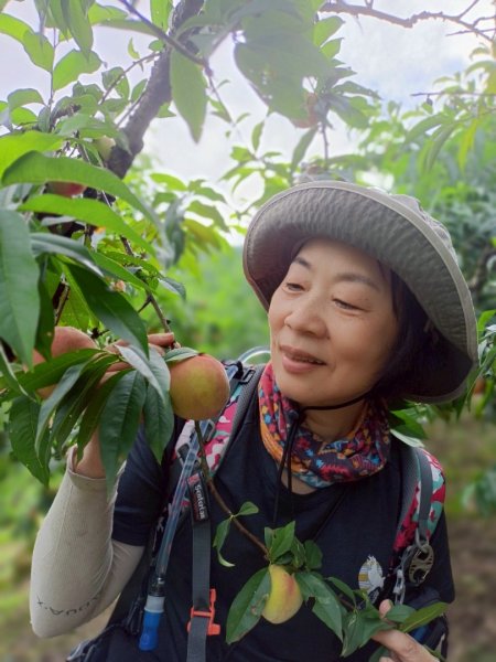 鵝公髻山採桃趣-202505302865300