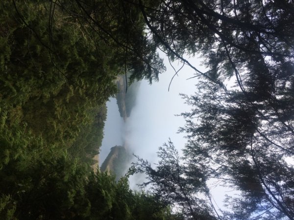 太平山台灣山毛櫸步道、魔幻森林、翠峰湖、望洋山2336491