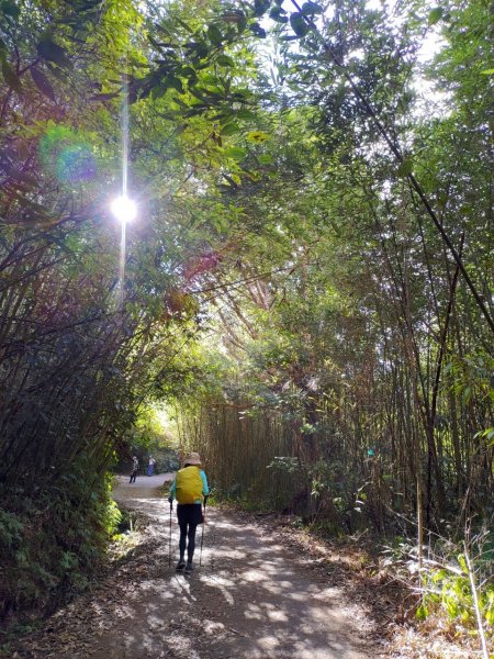 馬那邦山賞楓歡樂野餐/採草莓苗栗一日遊1217021
