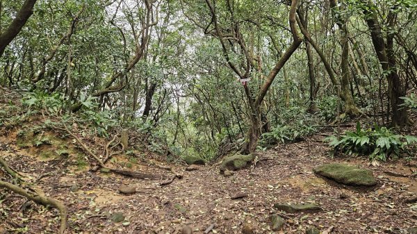 20260211庚子坪溫泉-赤石六山2997586