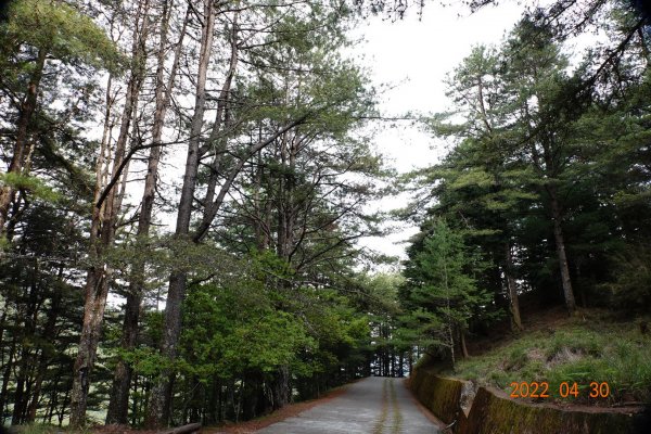 臺中 和平 天池、雪山神木1697404