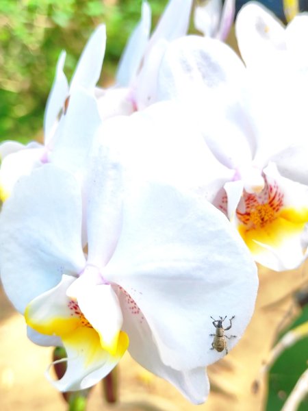 造橋車站-口山古道-鹿廚坑步道3039837