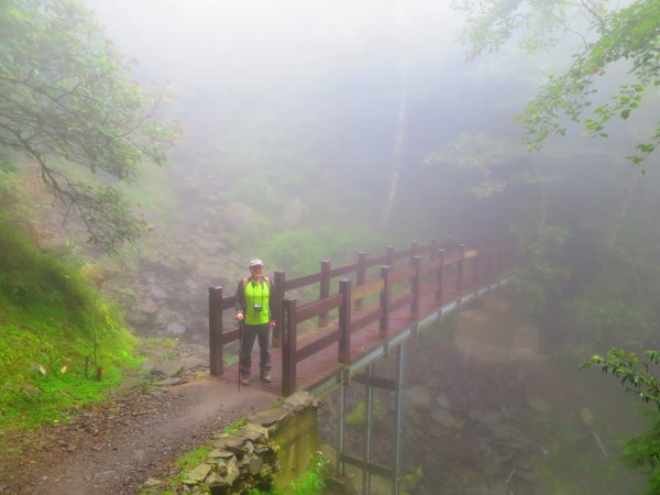 【新竹】觀霧迷幻森林：檜山巨木群步道1111971
