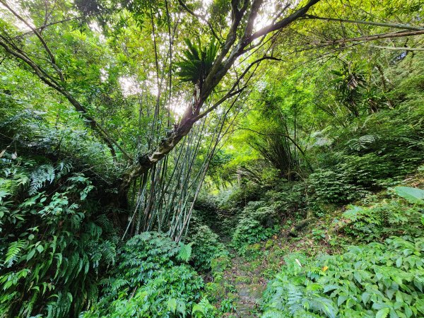 小百岳No.17⛰二格山2895561