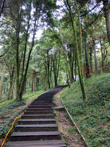 東眼山(小百岳#22)自導式步道 (2020/9/26)1429554