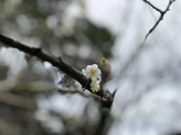 烏山步道北段入口雲山寺走刣牛湖山往返507930