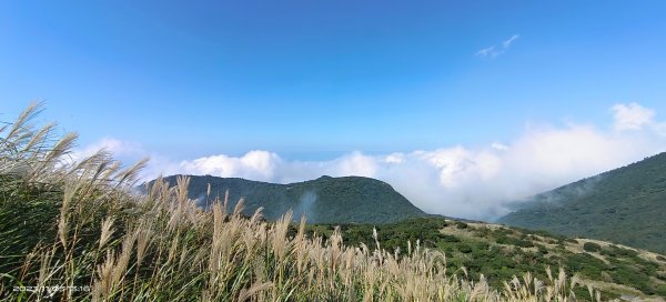 大屯山&小觀音山西峰差強人意的雲海/夕陽晚霞/芒花2337339