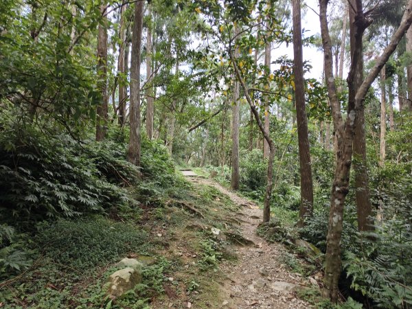 [百山百鳥尋旅-09/15] 2025_0920 滿月圓國家森林遊樂區步道群2893063