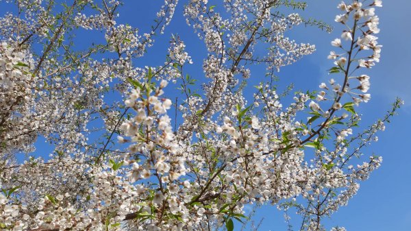 【新聞】大雪山霧社櫻盛開，賞花賞鳥正是時候!