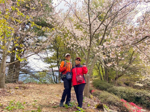 百櫻園千櫻園賞櫻順撿清境山捫岡山    2024.3.32446535