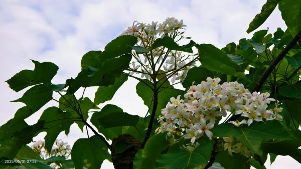 翡翠水庫壩頂 #火燒雲雲海 #日出雲海 #鱷魚島 #藍腹鷴 4/292773805