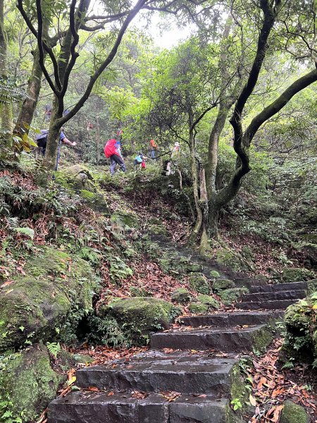 【臺北大縱走第三段】小油坑→風櫃口 之 天雨路滑小孩還特別多2178612