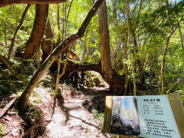 1140825司馬庫斯新巨木園區-司立富瀑布-部落觀景台2871203