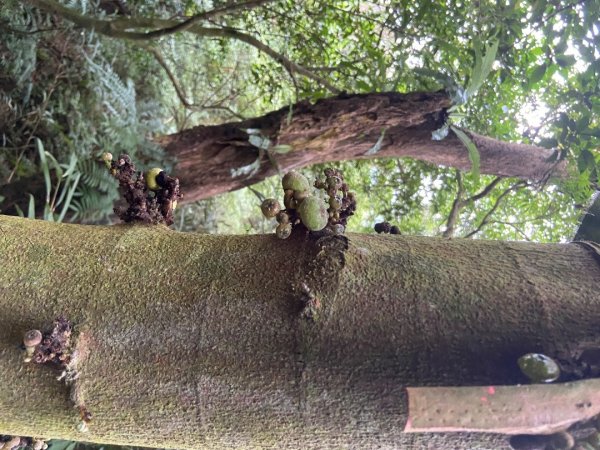 2025/09/07 大屯溪古道2926724