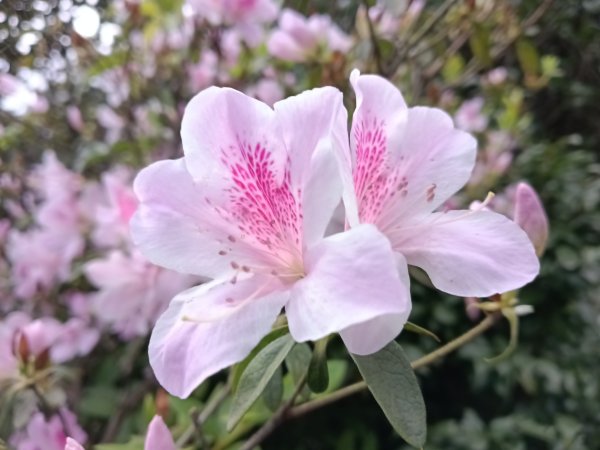 汐止區大尖山櫻花+秀峰瀑布O型3009412