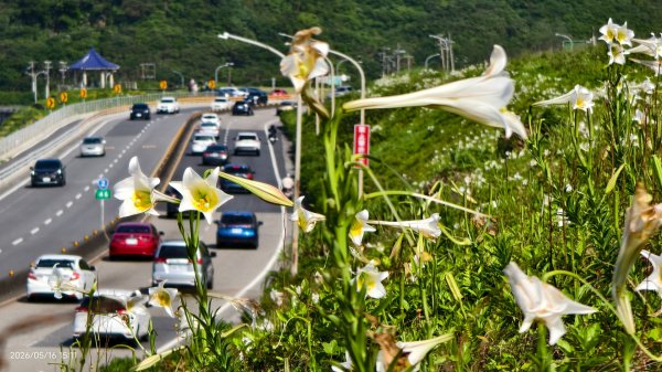 #金山清水溪  #石牆蝶 #國聖涼亭 #百合草原 #八里華富山路 #淡江大橋 5/163055955