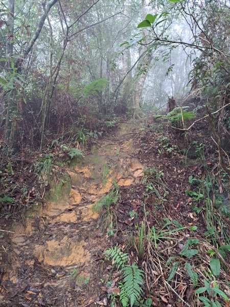 砂卡礑二日行D1：得卡倫步道→大禮部落→砂卡礑林道→立霧山→大同部落202312022368266