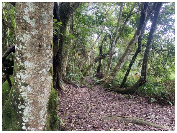 大克山 南稜線A上B下 (卓蘭最高峰)2825484