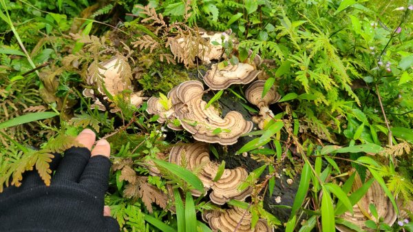 清涼的坪溪、石空古道連走上太和山2153415