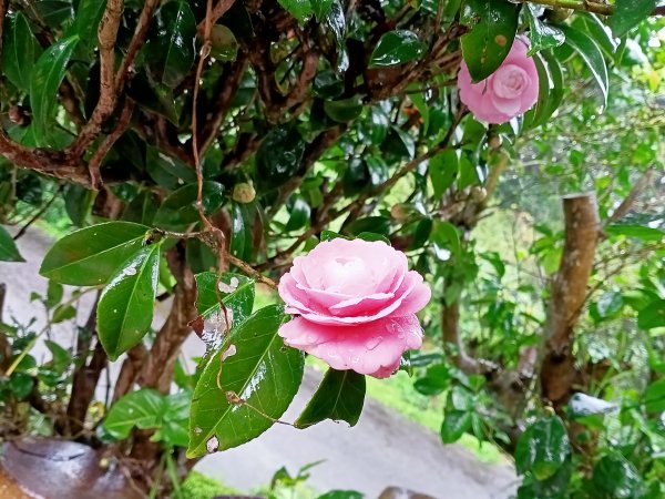 雨中漫步淡水跤頭趺崙步道、楓樹湖步道、天元宮1618537