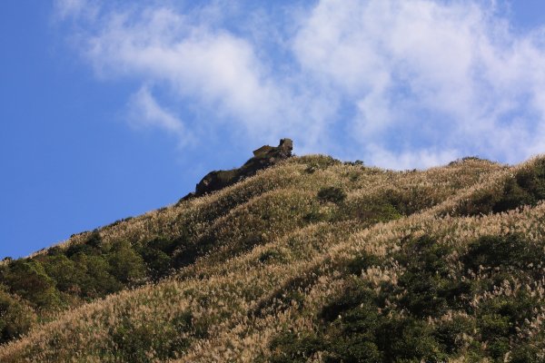 無耳茶壺山 芒花構成的737555