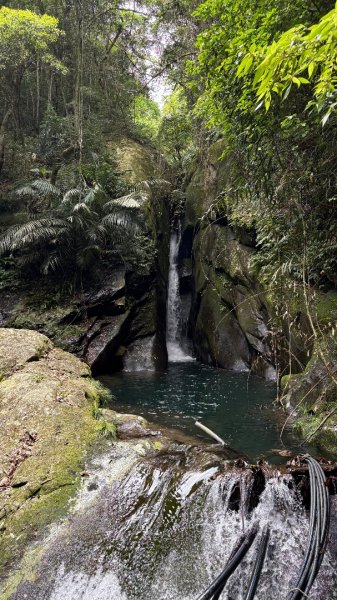 戲水（鴛鴦2786747