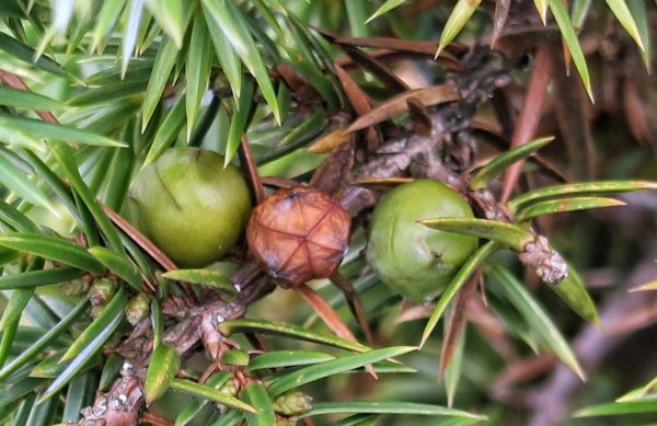 合歡北峰 下小溪營地1500236