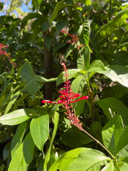 20250928 九五峰-拇指山-象山2903908