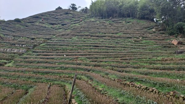 20240523嘉義梅山梨子腳山-太平老街-太平雲梯吊橋2511311