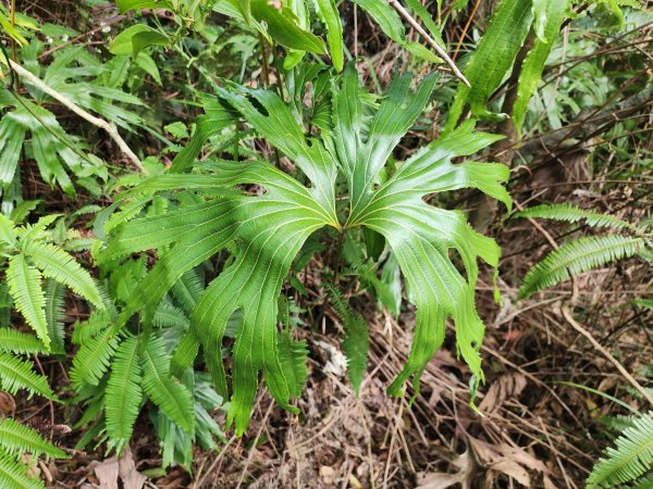 小百岳No.17⛰二格山2895581