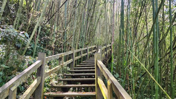 阿里山頂石棹步道群2195081