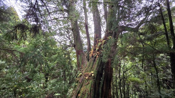 美到爆，觀霧國家森林遊樂區檜山巨木群步道2677771