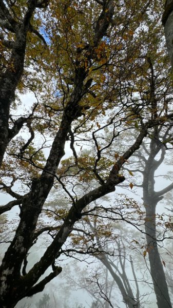 台灣山毛櫸。2023走訪2回。艷陽雨霧美景全收下2350779