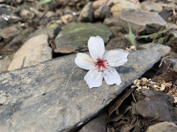 20251004高雄尾寮山-西北峰2907838