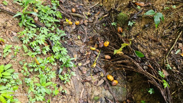 艋舺崙古道上新路尾山連走大平林山古厝O走3102724