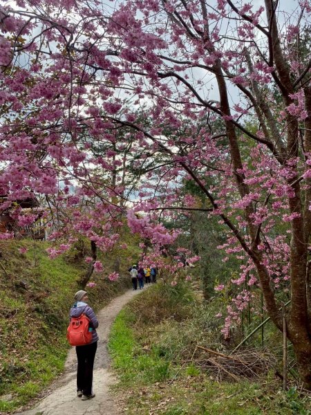 🌈2/19（四）-20（五）司馬庫斯櫻花季2日✨FB：熊熊趴爬走 🌈3004420