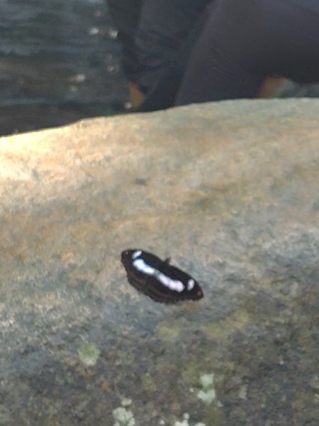 唐麻丹山 蝴蝶谷2918869