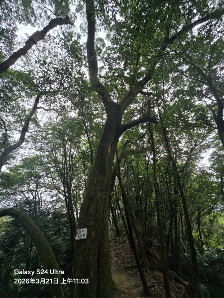 2026-03-21微笑山線：【鳶山山系】鳶山彩壁段3020485