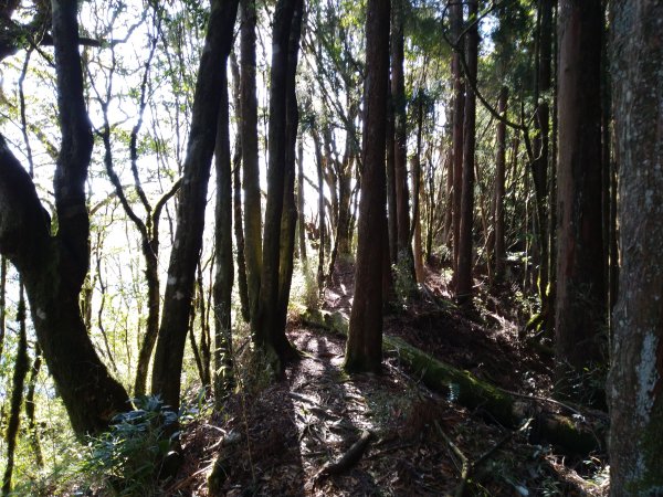 自忠山、東水山、北霞山、特富野古道826581