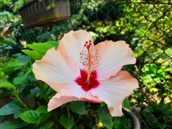 粉粉三色櫻、木蓮花、山茶花爭奇鬥艷814419