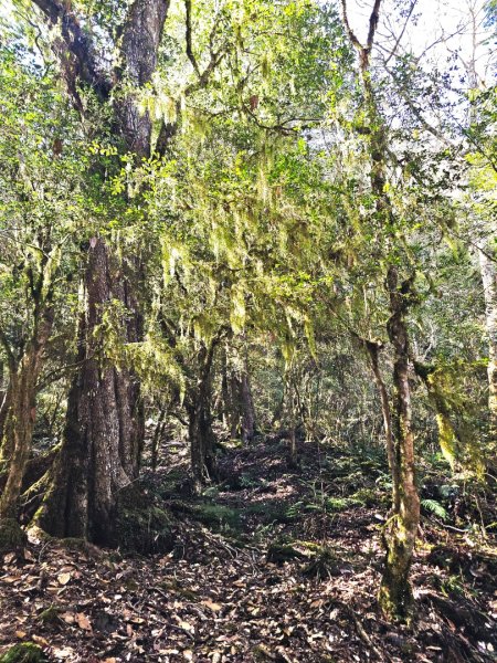 鎮西堡巨木群步道(B區)-(新竹)臺灣百大必訪步道3007829