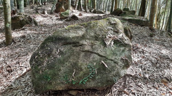 《南投》竹林台灣杉｜溪頭山竹崙山志騰山O繞202302182035838